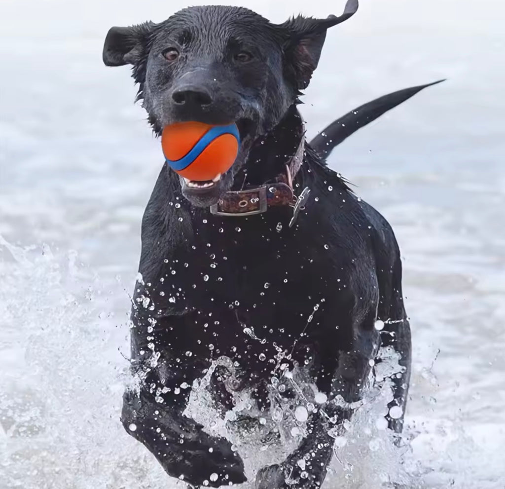 Balle Rebondissante Ultra-Résistante pour Chien – Idéale pour le Lancer